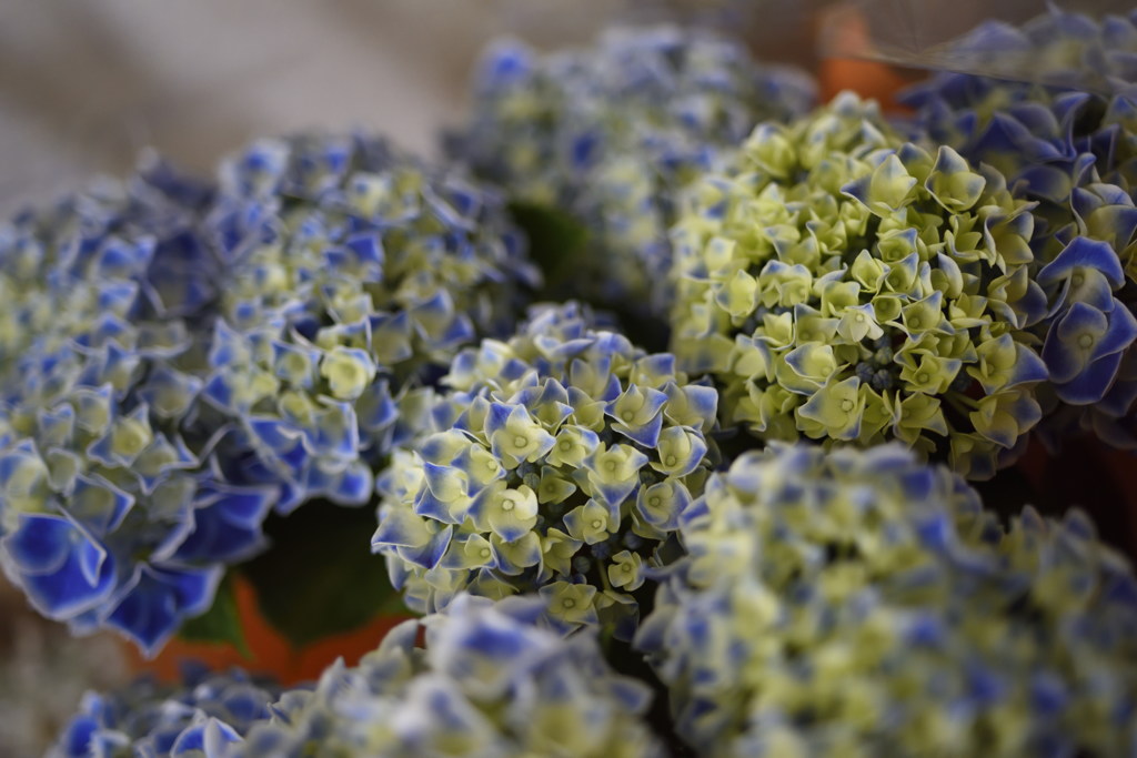 今年も紫陽花