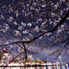 夜桜