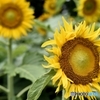 向日葵