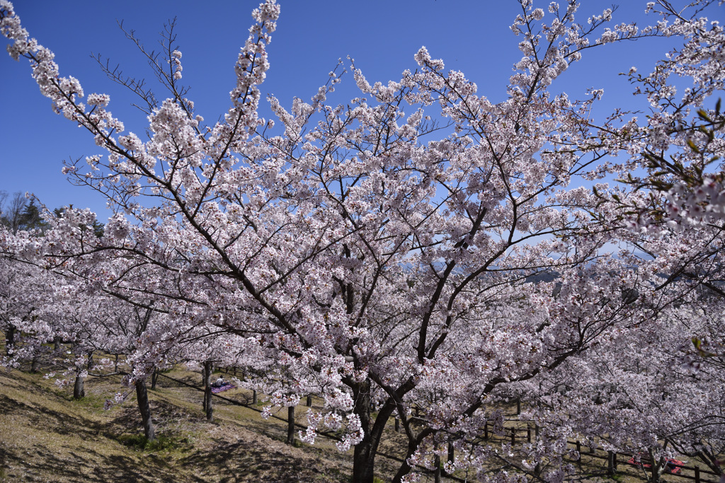 平成の桜