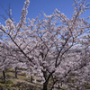 平成の桜