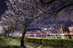 夜の桜