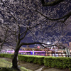 夜の桜