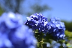 全青色紫陽花