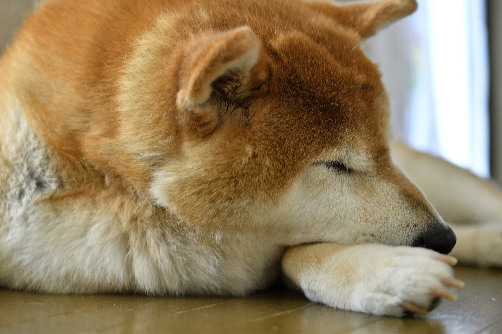 寝るのが好き