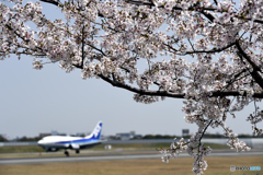 桜の季節　飛行機