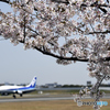 桜の季節　飛行機