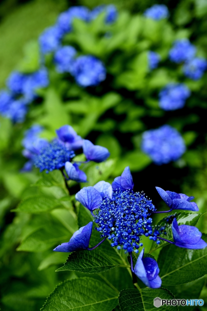 鮮青緑紫陽花