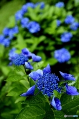 鮮青緑紫陽花