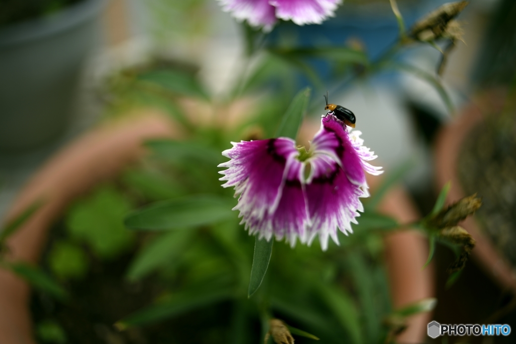 花昆虫