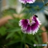 花昆虫