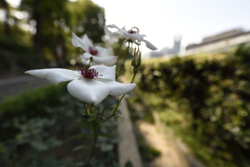 薔薇園より