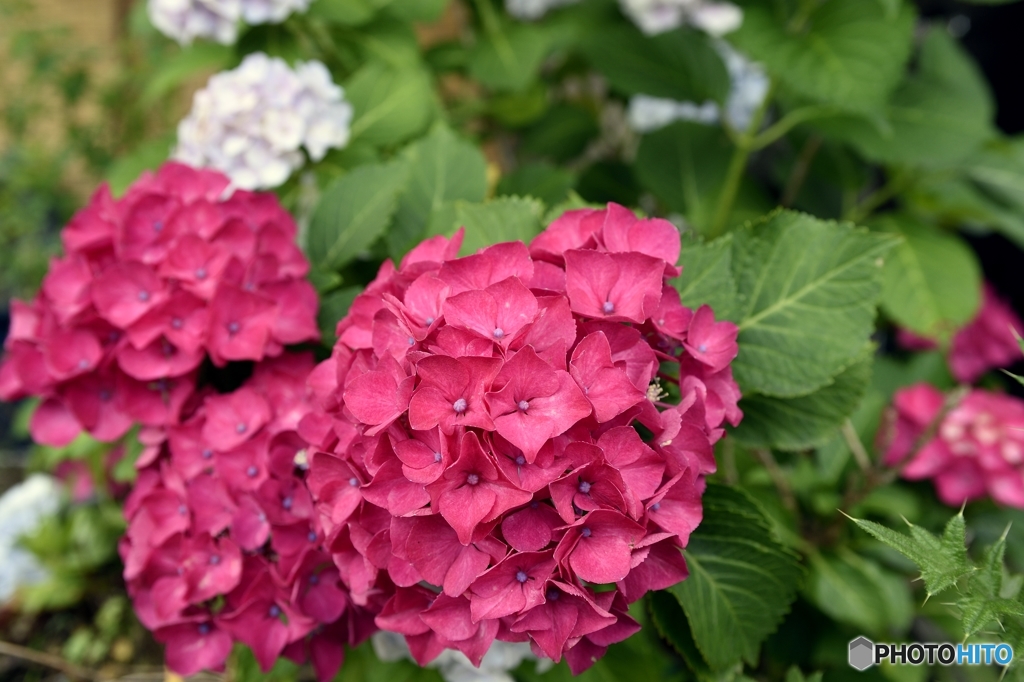 赤色紫陽花弐