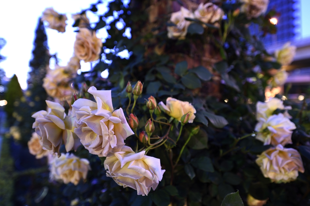 夜薔薇