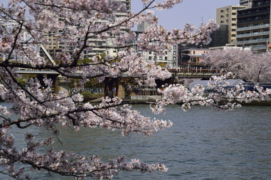 323桜！