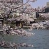 323桜！