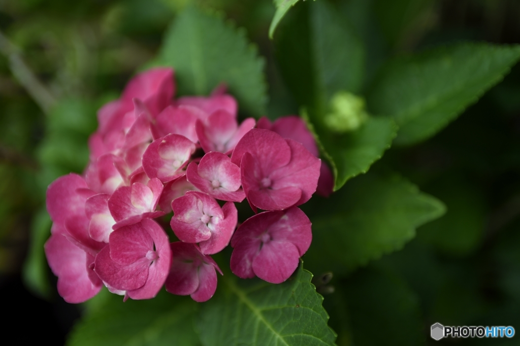赤色紫陽花