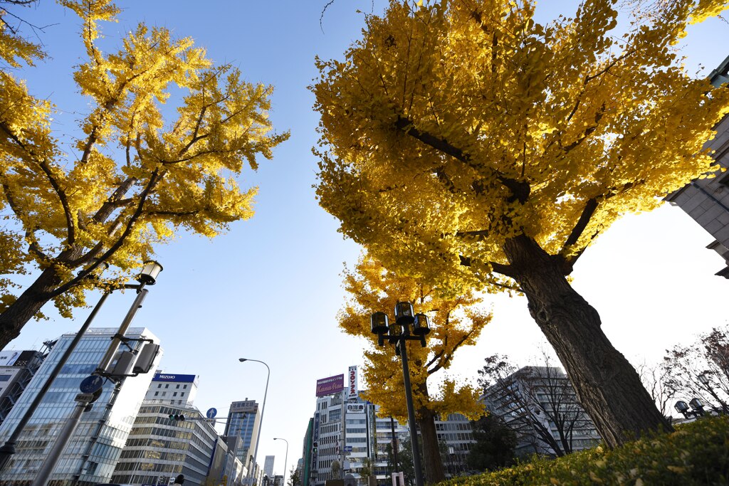 御堂筋銀杏