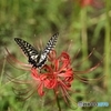 アゲハチョウ