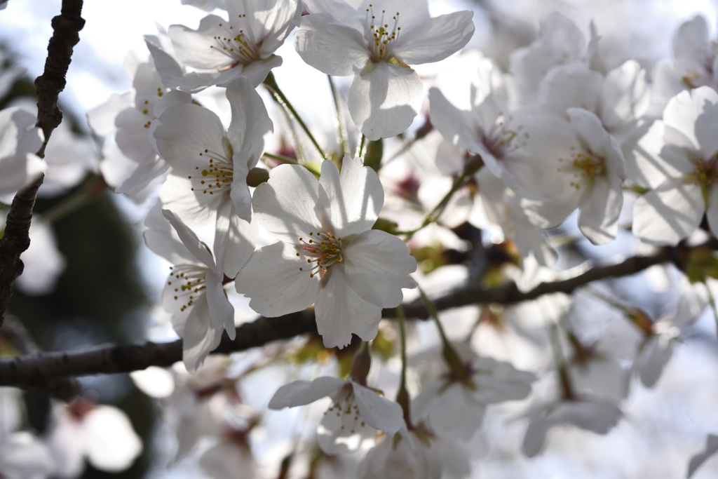 透け桜
