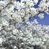 平成夜桜
