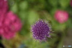 紫色花参