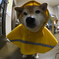 雨降ってますが。。。