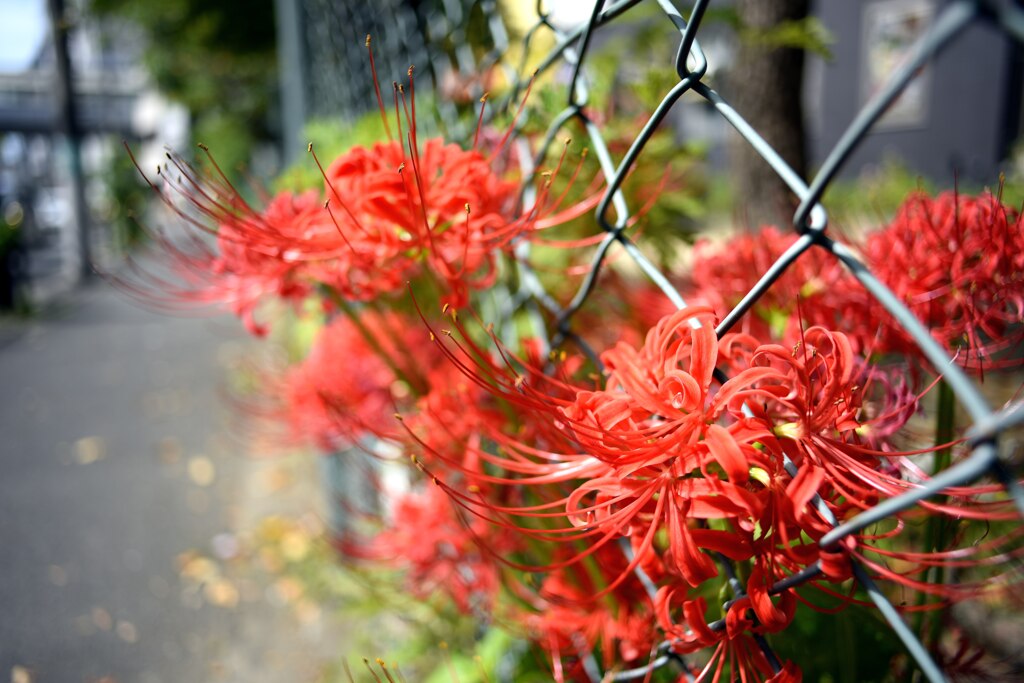 彼岸花