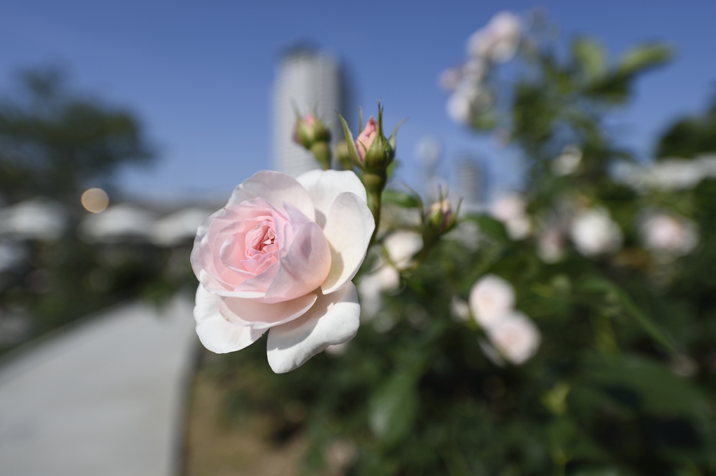 中之島薔薇園