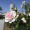 中之島薔薇園
