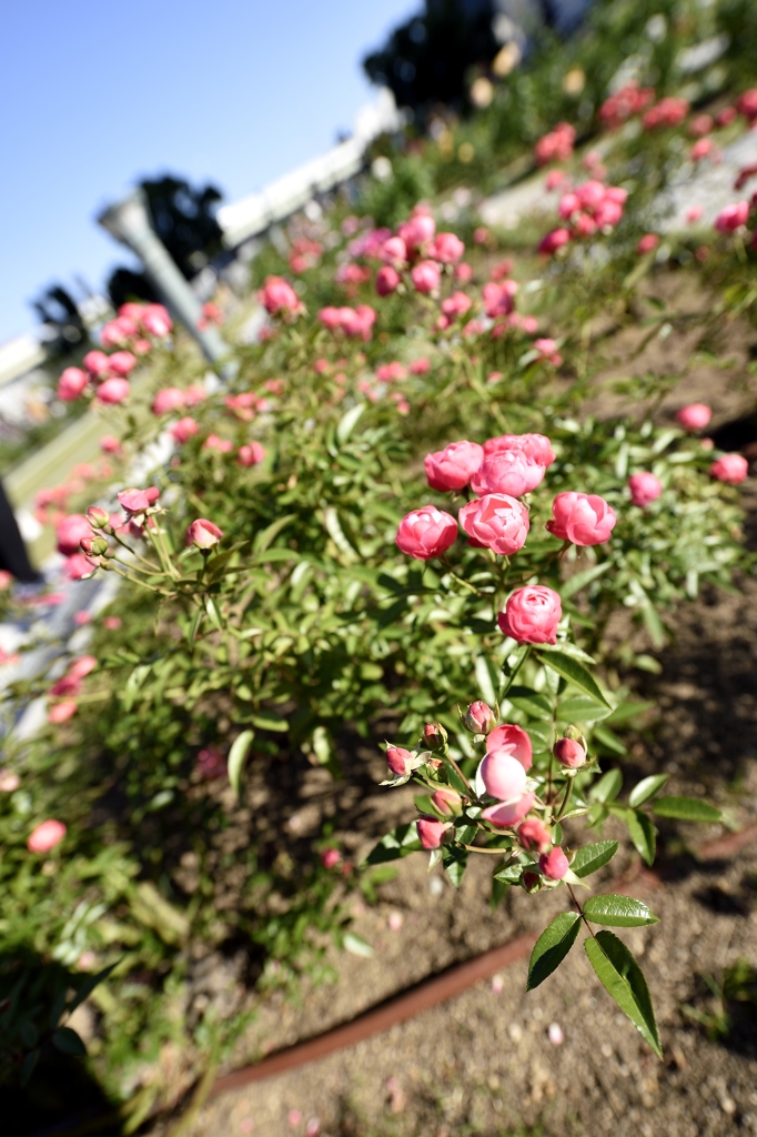 ミニ薔薇