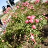 ミニ薔薇