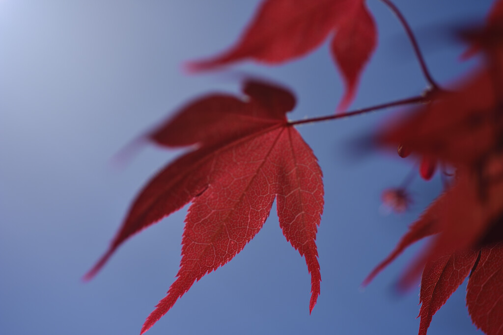 赤色　青色　紅色