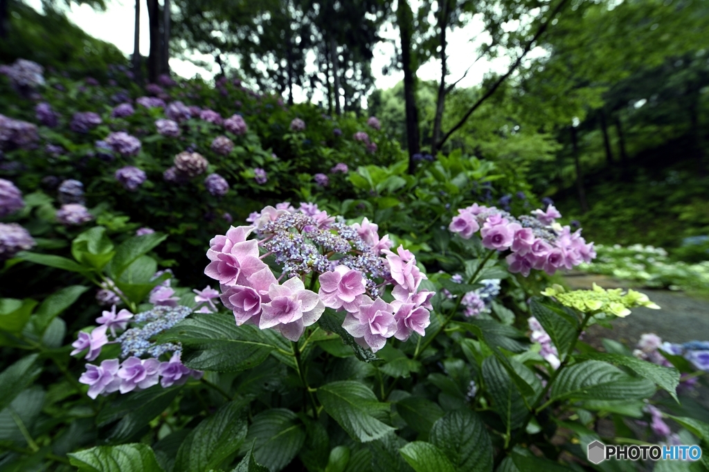 紫陽花畑