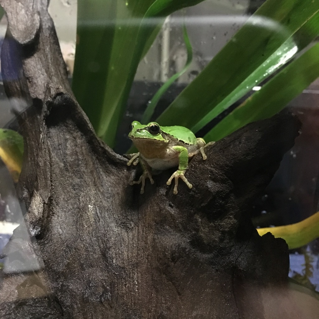 うちのアマガエル♪