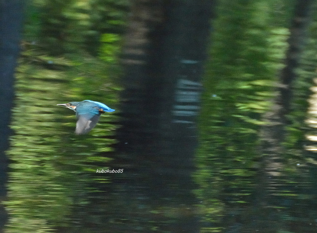 カワセミ③