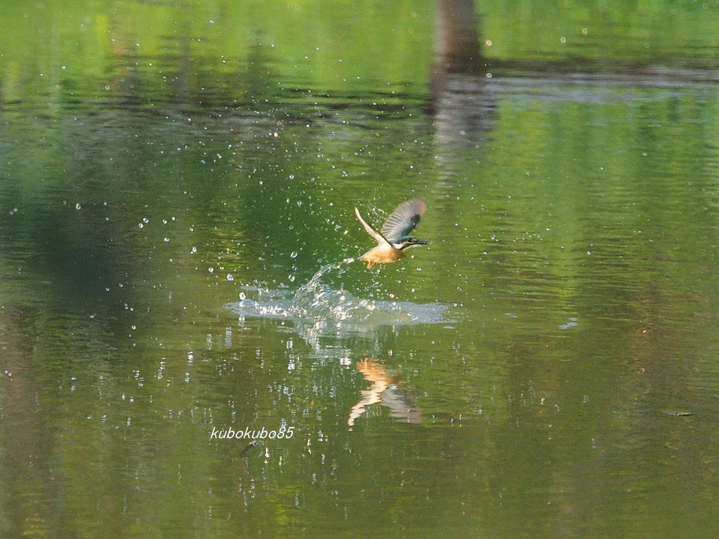 カワセミダイブ