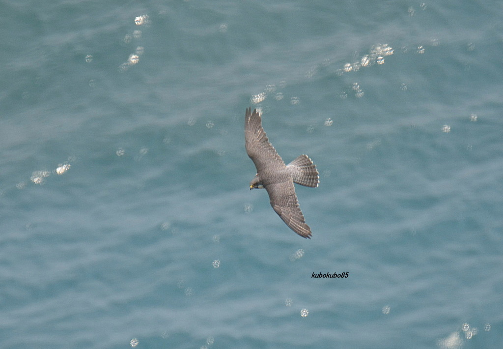 ハヤブサと海のコラボ