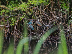 カワセミ巣立ち
