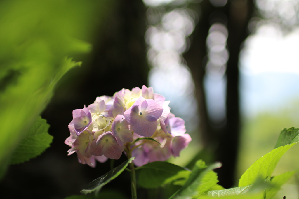 紫陽花も暑そう…