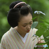 紫陽花