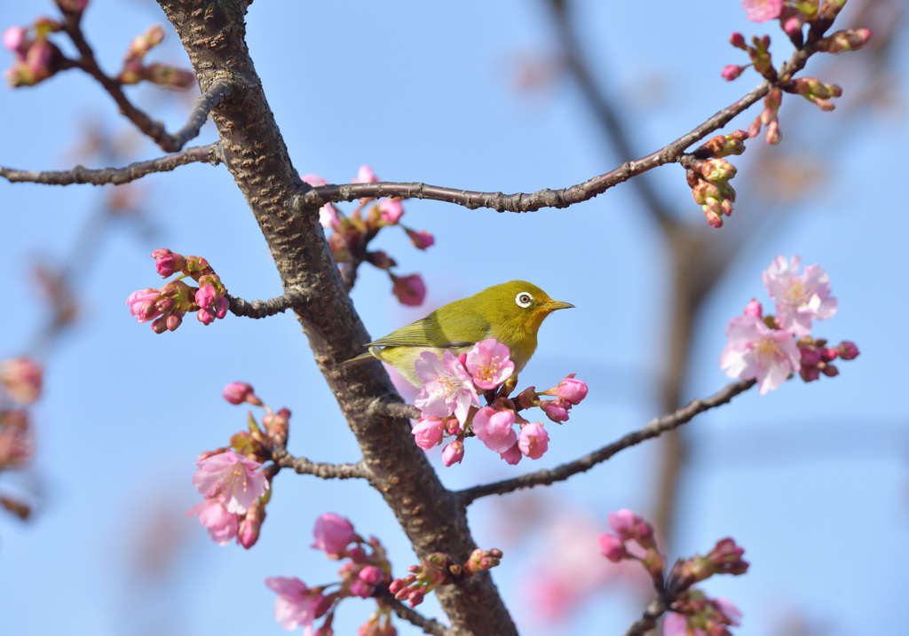 春だね