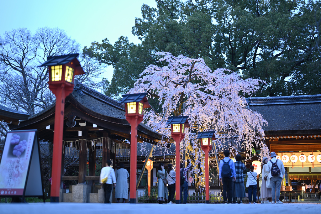 魁桜