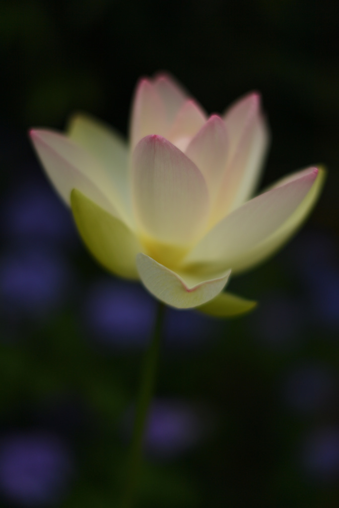 蓮