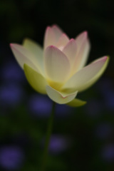 蓮