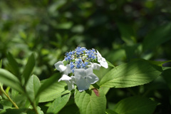 紫陽花