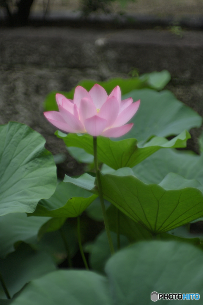 蓮