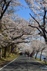 桜並木