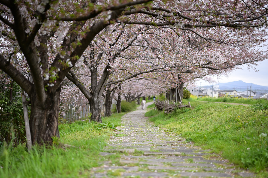 散りゆく花