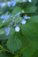 紫陽花